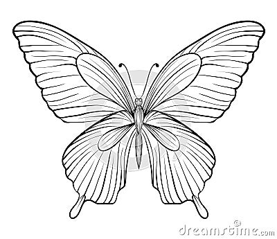 Graphic black and white butterfly. one isolated on white Vector Illustration