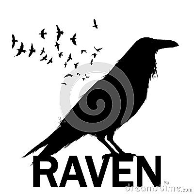 Graphic black and white crow isolated on white background. Old and wise bird. Raven Halloween character Vector Illustration