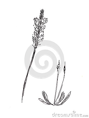 Graphic black and white pattern, botanical plantain sketch, flowers and general appearance of the plant Cartoon Illustration