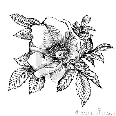 Graphic the branch flower dog rose names: Japanese rose, Rosa rugosa. Cartoon Illustration