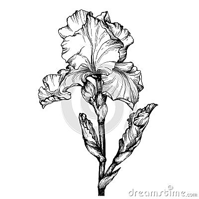 Graphic the branch flower Iris. Coloring book page doodle for adult and children. Black and white outline illustration. Cartoon Illustration