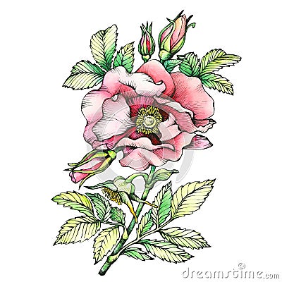 Graphic the branch flowering dog rose names: Japanese rose, Rosa rugosa. Cartoon Illustration