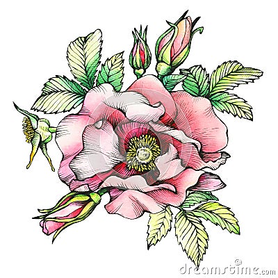 Graphic the branch flowering dog rose names: Japanese rose, Rosa rugosa. Cartoon Illustration
