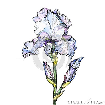 Graphic the branch flowering light blue Iris with bud. Black and white outline illustration with watercolor hand drawn painting. Cartoon Illustration