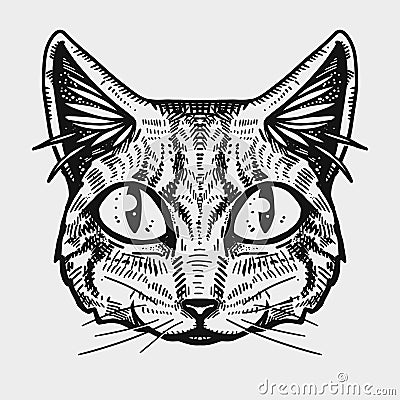 Graphic Cat face. Cats illustration. Good print. Animal muzzle. Vector Illustration