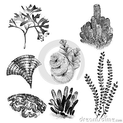 Graphic coral set. Aquarium concept for Tattoo art or t-shirt design isolated on white background. Stock Photo