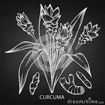 Graphic curcuma set Vector Illustration