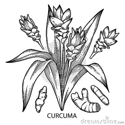 Graphic curcuma set Vector Illustration