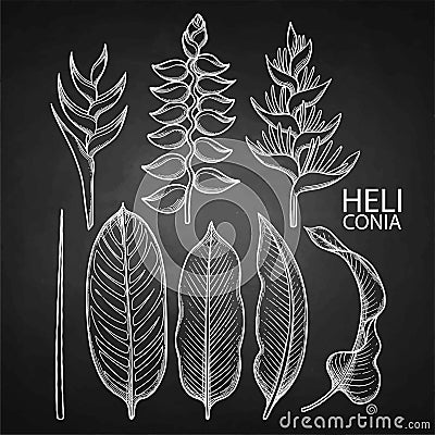 Graphic heliconia collection Vector Illustration