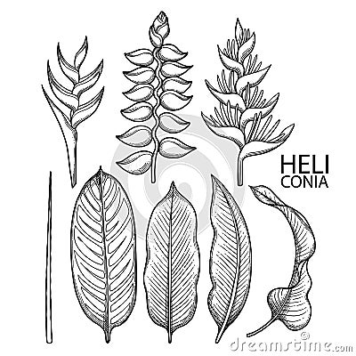 Graphic heliconia collection Vector Illustration