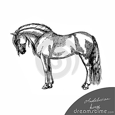 Graphic illustration farm riding and trotting andalusian horse Stock Photo