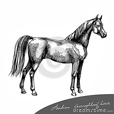 Graphic illustration farm riding and trotting arabian thoroughbred horse Stock Photo