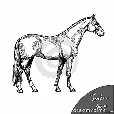 Graphic illustration farm riding and trotting Trakehner horse Stock Photo