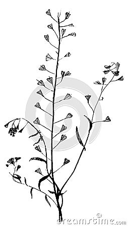 Graphic illustration.grass, plant, weed, dried flower. Cartoon Illustration