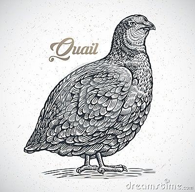 Quail in graphic style Vector Illustration