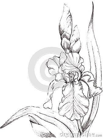 Iris of Graphic. Handiwork Illustration. Floral Image. Stock Photo