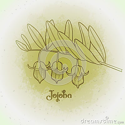 Graphic jojoba plant Vector Illustration