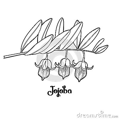 Graphic jojoba plant Vector Illustration