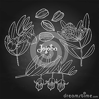 Graphic jojoba plant Vector Illustration