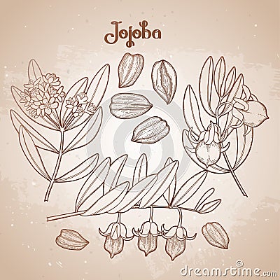 Graphic jojoba plant Vector Illustration