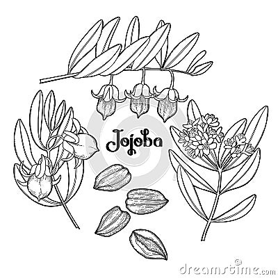 Graphic jojoba plant Vector Illustration