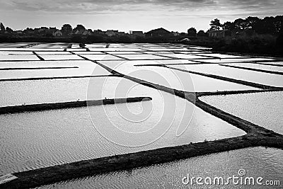 Graphic landscape of salt marshes in Guerande peninsula France. Black and white photography Stock Photo