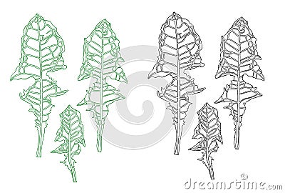 Graphic leaves of dandelion. Botanical illustration. Drawing with ink Cartoon Illustration