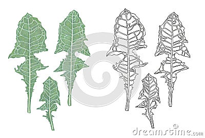 Graphic leaves of dandelion. Botanical illustration. Drawing with ink Cartoon Illustration