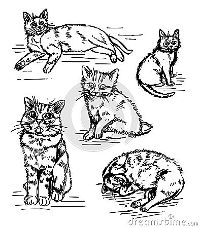 Graphic line Illustration of cats on a white background Stock Photo