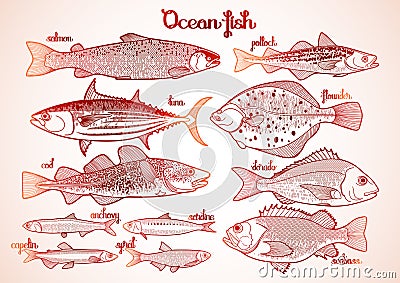 Graphic ocean fish collection Vector Illustration