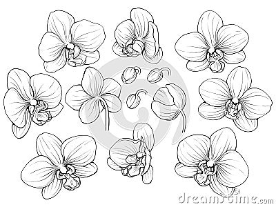 Graphic orchid Vector Illustration