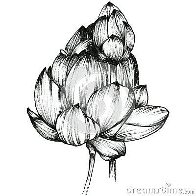Graphic outline Lotus, hand drawn with ink Cartoon Illustration