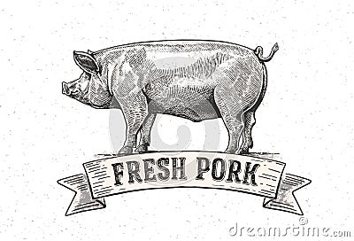 Graphic pig. Vector Illustration