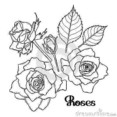 Graphic roses collection Vector Illustration