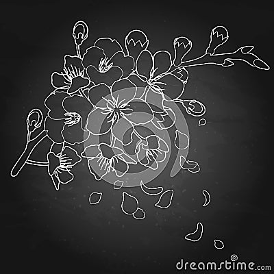 Graphic sakura flowers Vector Illustration