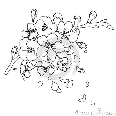 Graphic sakura flowers Vector Illustration