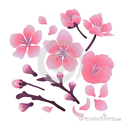 Graphic sakura set Vector Illustration