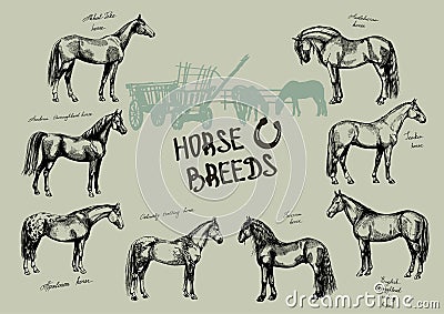 Graphic set farm riding and trotting horses Stock Photo