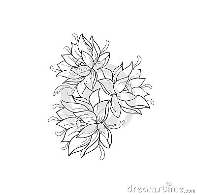 Graphic sketch of lotuses in ornament on a white background. Vector Illustration