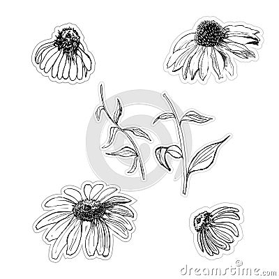 Graphic stickers hand drawn sketch with echinacea flowers isolatated on white background Vector Illustration