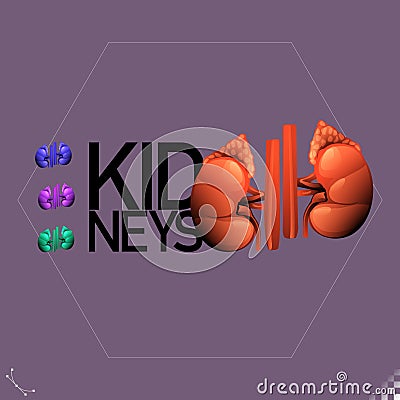 Modern beautiful stylized monotone human kidneys with Adrenal glands organ symbols and icons - Part of a set Vector Illustration