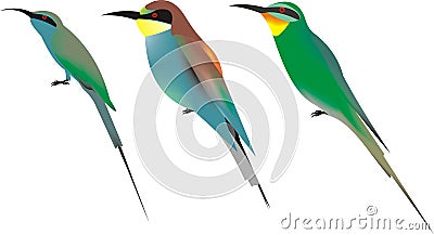 Graphic of three bee eater species Vector Illustration