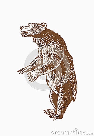 Graphical brown bear standing,African animal , color vector illustration Vector Illustration