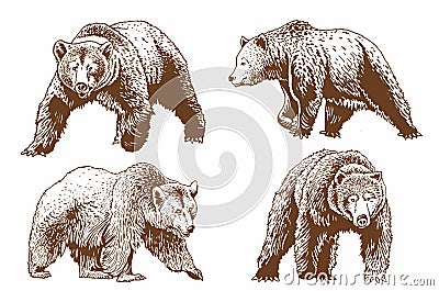 Graphical brown grizzly bears set isolated on white,vector illustration Vector Illustration