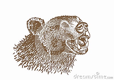 Graphical brown portrait of bear, grin of stuffed bear , wild african animal,vector illustration Vector Illustration