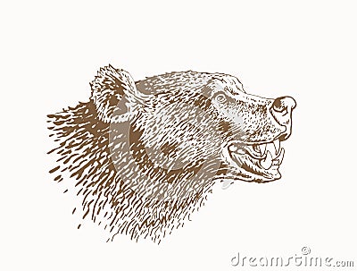 Graphical brown portrait of bear, grin of stuffed bear , wild african animal,vector illustration Vector Illustration