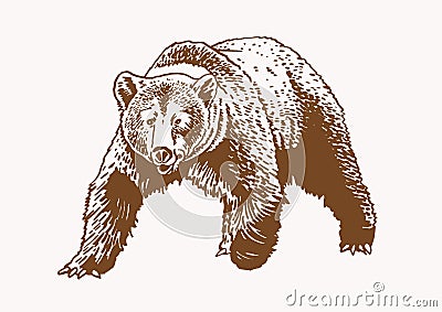 Graphical grizzly bear walking ,sepia illustration,vector Vector Illustration