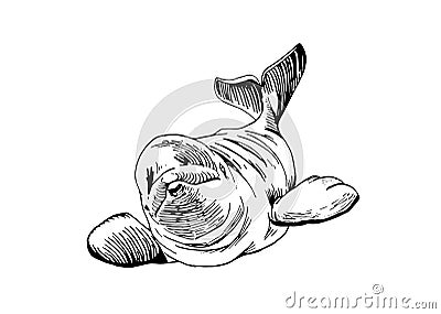 Graphical illustration of dolphin isolated on white background, vector illustratio, sea animal Vector Illustration