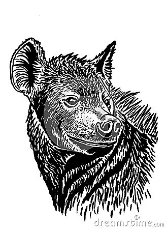 Graphical portrait of hyena isolated on white,vector predator animal Vector Illustration