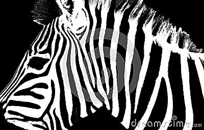 Graphical portrait of zebra isolated on black background, Cartoon Illustration